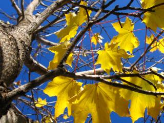 обои Yellow Autumn Leaves фото