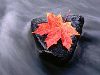 обои для рабочего стола: Осенний кленовый лист на камне, поток ручья