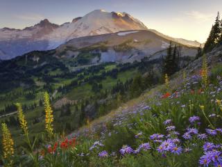 обои Sourdough Trail Sunset Flowers,   Mount Rainier,   Washington фото