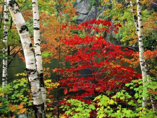 обои Maple and Birch Trees in Fall Color,   Adirondack Park and Preserve,   New York фото