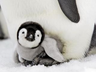 обои Королевский пингвин фото