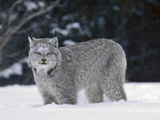 обои Canada Lynx фото
