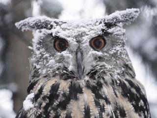 обои для рабочего стола: Eagle Owl,   Europe