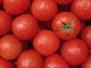 обои Fresh Tomatoes фото