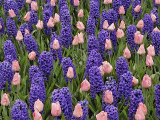 обои Hyacinth and Pink Tulips,   Keukenhof Gardens,   The Netherlands фото