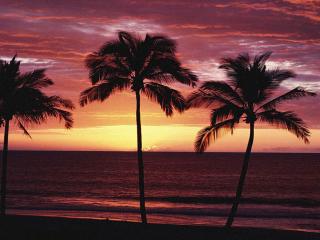 обои Пальмы у моря на фоне красного заката фото