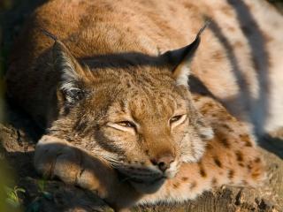 обои Bored lynx фото