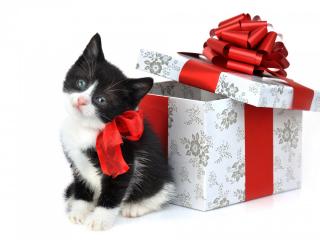 обои для рабочего стола: Christmas Kitty