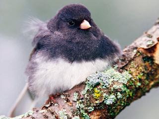 обои для рабочего стола: Dark-Eyed Junco