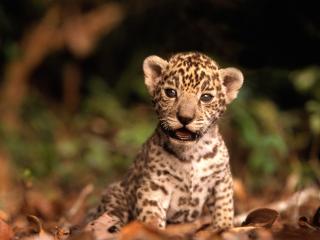 обои Jaguar Kitten фото