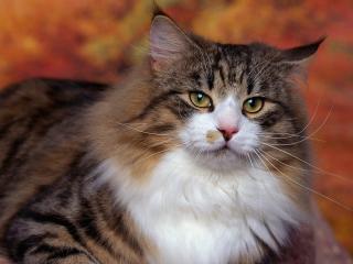 обои Norwegian Forest Cat фото