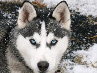 обои Siberian Husky фото