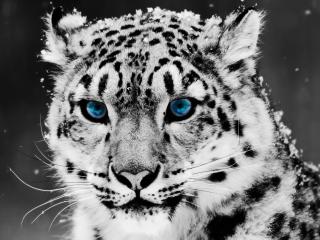 обои для рабочего стола: Snow Leopard