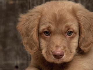 обои Toller puppy фото