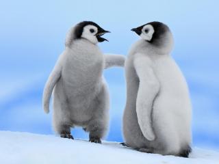 обои Два пингвина фото