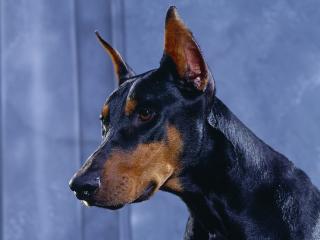 обои для рабочего стола: Doberman Pinscher