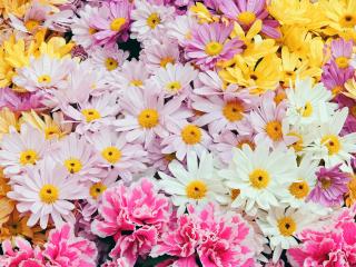 обои для рабочего стола: Colorful Chrysanthemums