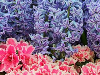 обои Hyacinth Flowers фото