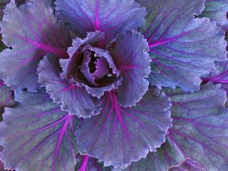 обои Ornamental Cabbage фото