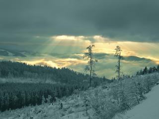 обои Лучи солнца над снежным лесом фото