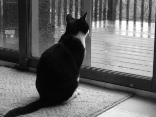 обои Кот смотрит на дождь фото