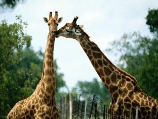 обои Влюбленные  жирафы фото