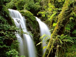 обои Лесной водопад фото