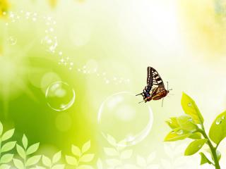 обои Разноцветная бабочка летит к покрытому капельками росы растению фото