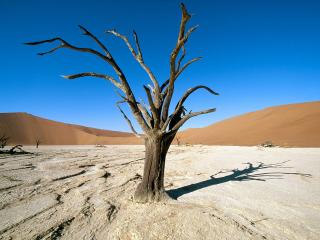 обои Высохшие корявые деревья в пустыне фото