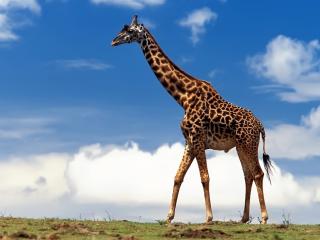 обои Жираф на равнине фото