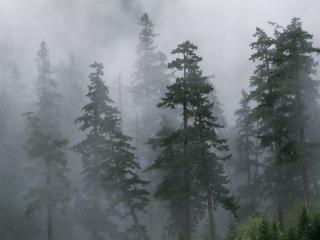 обои Туманный лес фото