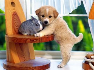 обои Друзья - щенок и кролик фото