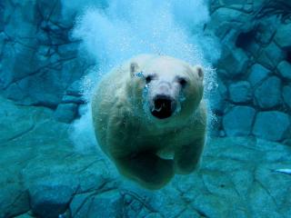 обои Белый медведь - отличный ныряльщик фото