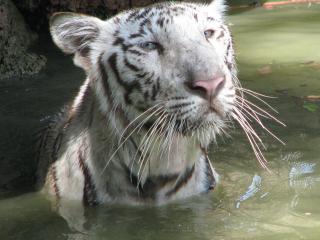 обои Бенгальский тигр в воде фото