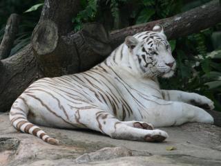 обои Бенгальский тигр отдыхает фото
