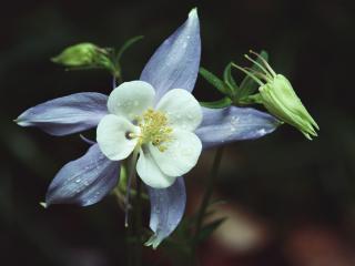 обои Белый цветок с голубой окантовкой фото