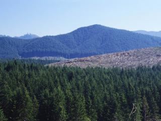 обои Горы поросшие лесом фото