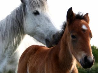 обои Заботливая мать лошадь фото