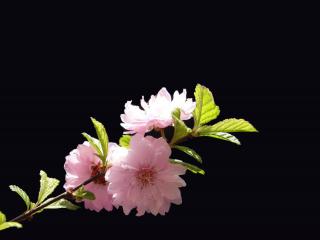 обои Розовый пушистый цветок фото