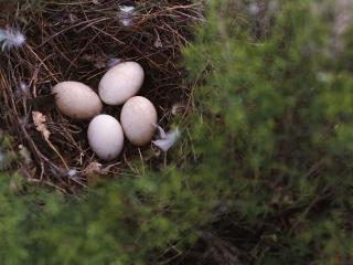 обои Гнездо с яйцами фото