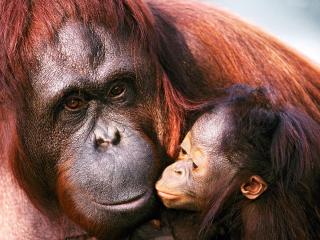 обои Орангутанг с детёнышем фото