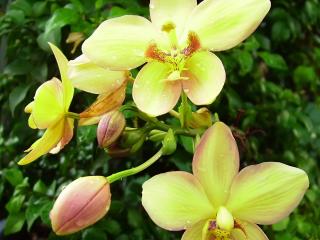 обои Цветок Cymbidium фото