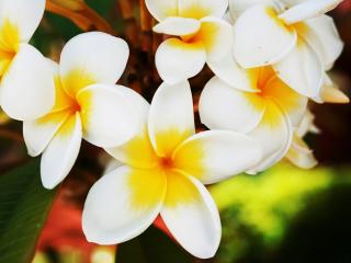 обои для рабочего стола: Цветок Frangipani