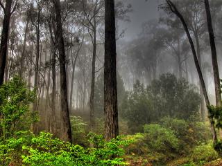 обои Великолепный лес фото