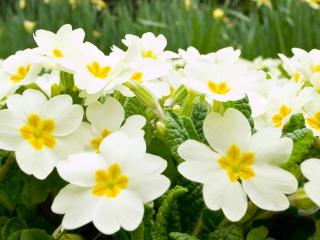 обои Spring Flowers Garden фото