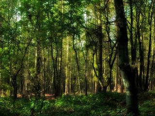 обои Дремучий густой лес фото