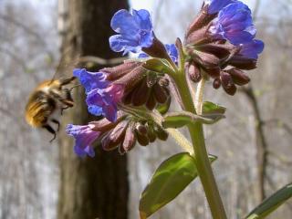 обои Пчела возле цветов фото