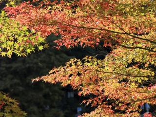 обои Осение листья фото