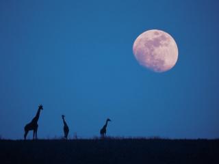 обои Moonrise Over the Serengeti,   Kenya,   Africa фото