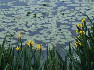 обои Цветущий летний пруд с кувшинками фото